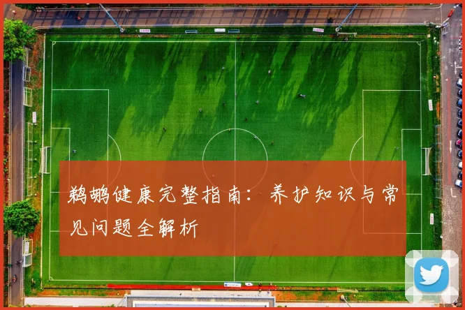 鹈鹕健康完整指南：养护知识与常见问题全解析