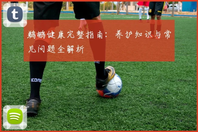 鹈鹕健康完整指南：养护知识与常见问题全解析